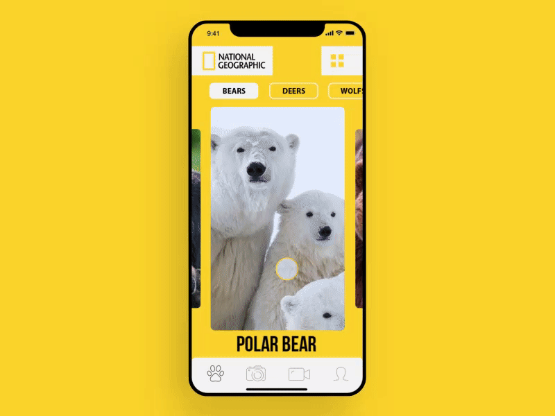 National Geographic — bears promo page mobile version ae after effect animals animation app apple bear bears brown bear concept design interaction interface mobile motion national geographic nature slider ui ux
