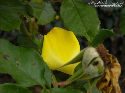 Petali 2 beautiful colour design flowers petal photography recycle rose