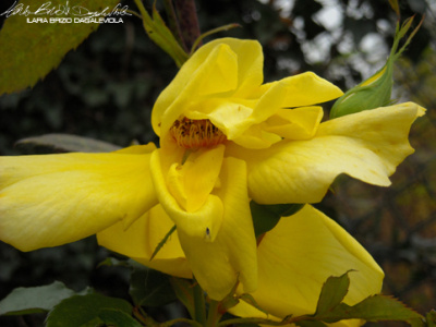 Petali 3 beautiful colour fade petal photography rose