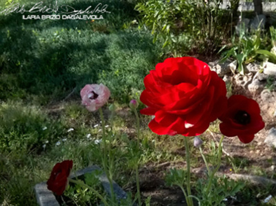 Petali 4 beautiful colour flower photobomb flower photobomb photography red roses roses