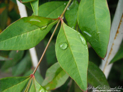 Foglie 4 leaves photography water waterdrop