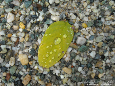 Foglie 3 gravel leaf photography water