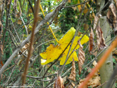 Foglie 2 beautiful death leaf photography yellow