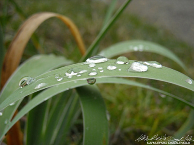 Foglie 1 beautiful leaves photography water waterdrop