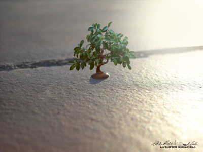 bonsai sulla goccia bonsai photography photoshop