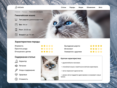 Breed cat card cat design pets site ui ux