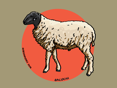 Baluchi Sheep animal animals baluchi breed breeding farm farming sheep sheep breed wool