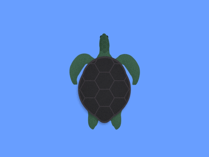 Sea Turtle 2d animation after effects animation design flat illustration illustrator motion design motion graphics turtle vector