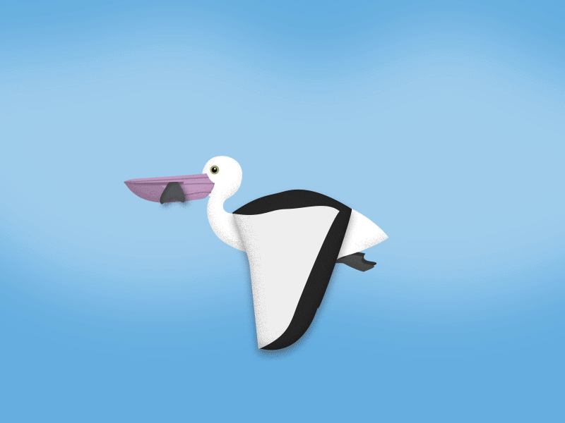 Pelican 2d animation after effects animation bird design flat illustration illustrator motion design motion graphics pelican vector