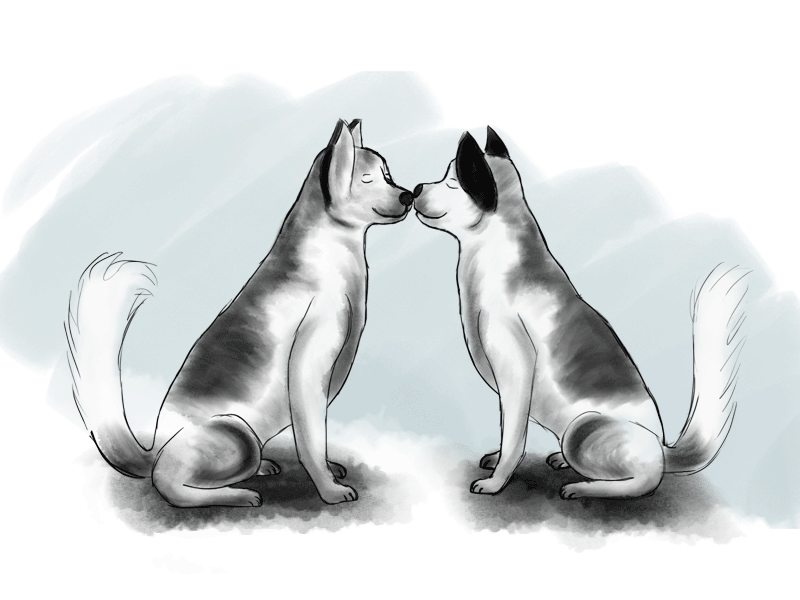 Husky kisses 2d animation animation art cute design digital dog dogs frame by frame hand drawn hand drawn animation husky illustration kiss kisses kissing love motion design traditional animation watercolour