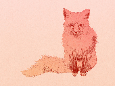 Peach Fox animal fox gradient illustration line art peach penwork pink