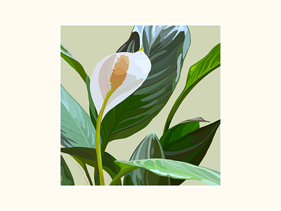 Plant Illustration: Peace Lily design graphic art graphic design illustration nature organic organic illustration plant plant illustration procreate procreate art
