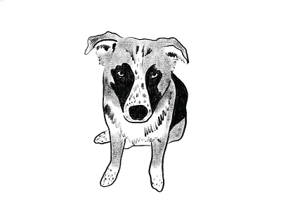 Zooey dog doodle drawing german illustration pencil pet portrait procreate shepherd