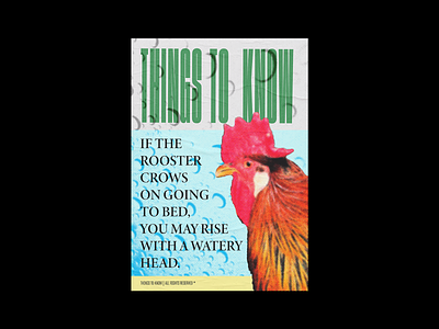 Rooster graphic design poster print rooster typography