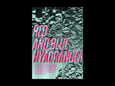 hydrangea flower hydrangea illustration poster typography
