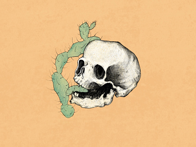 Skull drawing illustration