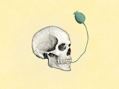 skull + poppy drawing illustration skull