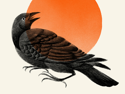 Graúna bird black blackbird crow grauna illustration orange poster sun
