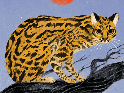 Jaguatirica (Ocelot)