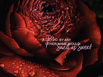 a Rose by any other Name practice quote rose typography william shakespeare