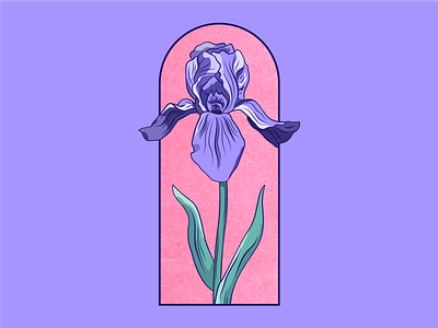 Study - Iris flower