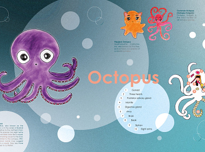 OCTOPUS, OH OCTOPUS... animals book chalk chalk art drawing grafikdesign graphicdesign graphics hamburg illustration illustration art illustrator indesign kids illustration manga octopus octopuses photoshop vanessachuba vector