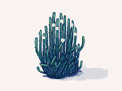 San Pedro cactus gouache illustration