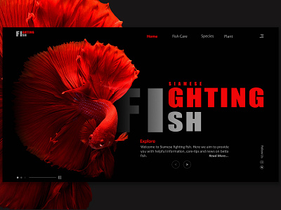 Fighting Fish Website Concept concept design illustration ui ui design ui desinger ux design ux designer web web designer web ui web ui design web ui ux website