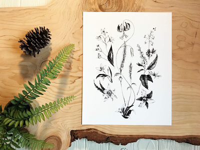 Appalachian Spring | Botanical Illustration botanical art drawing illustration nature illustration pen and ink realism