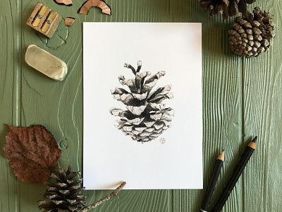 Woodland Pinecone | Botanical Illustration botanical art drawing illustration nature illustration realism scientific illustration