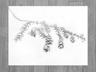 Hemlock Pinecones botanical art botanical illustration drawing graphite drawing illustration nature illustration pencil art realism