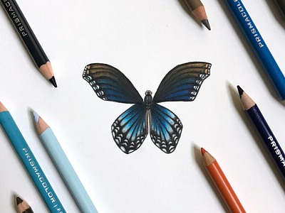 Blue Spotted Purple Butterfly butterfly colored pencil nature realistic drawing