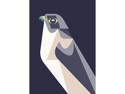 Peregrine Falcon WIP art bird brill design falcon illustration josh peregrine wip