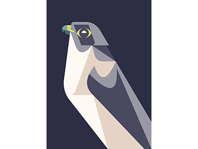 Peregrine Falcon WIP