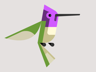 Anna's Hummingbird annas brill design fauna flora hummingbird illustration josh lumadessa print