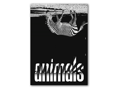 Animals (Zebra) Poster design