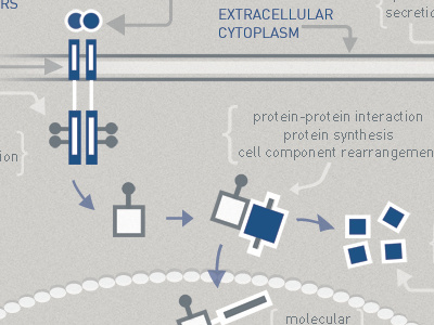 Signal Transduction biotech cell cellular clean flat infograph metabolic science