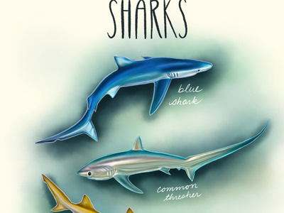 Sharkweek aquatic conservation design educational fish graphic design illustration nature ocean sea shark shark week
