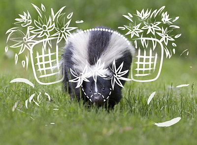 Skunk animal art artwork design illustration illustrator ui vector