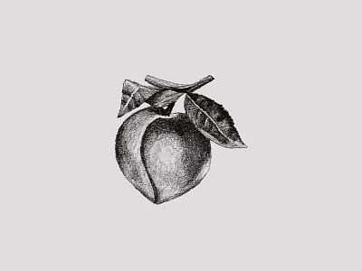 Jam Series Sketch - Peach illustration peach sketches