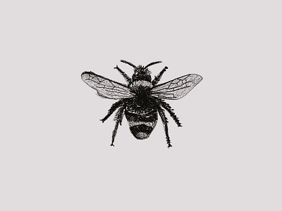 Jam Series Sketch - Bee design illustration