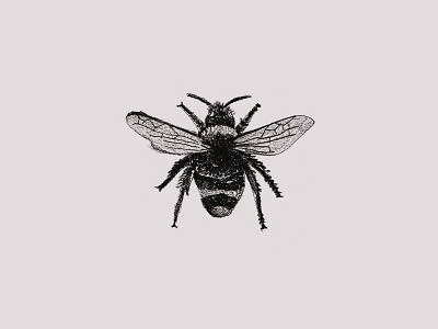 Jam Series Sketch - Bee