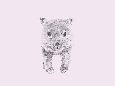 Baby Wombat illustration sketches
