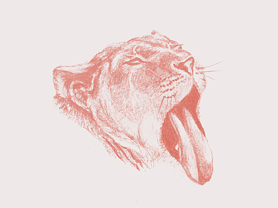 Lioness illustration sketches