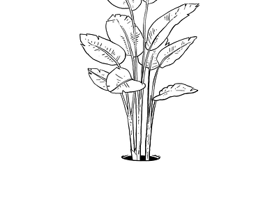 Lohodo drawing eolef illustration inspiration linework minimal plants portrait study