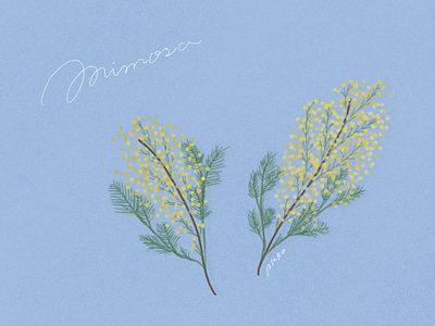mimosa design flower graphic graphic design illustration procreate