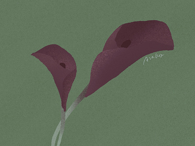 Calla design flower graphic design illustration procreate