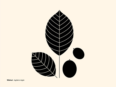 Geometric Botanics - Walnut abstract blackoffwhite botanic common illustration informational monochrome simple vector visualdiary