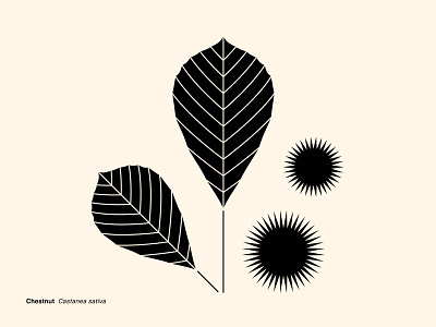 Geometric Botanics - Chestnut abstract blackoffwhite botanic common illustration informational monochrome simple vector visualdiary