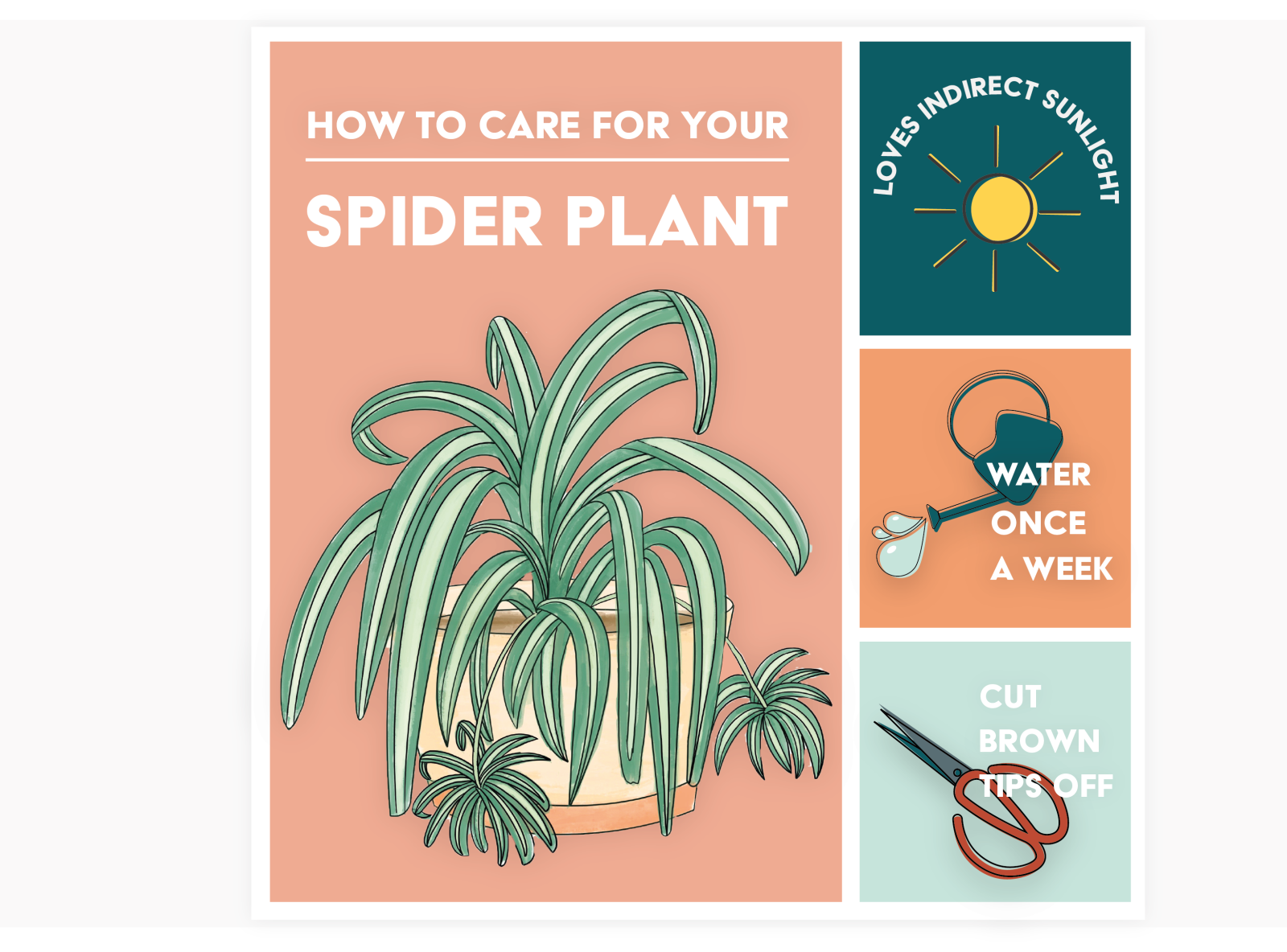 Spider plant care card by Jade Gould on Dribbble